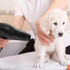 Bubbly Paws: Cutting edge Dog Paw Cleaner and Dryer Method for Paw some Personal hygiene post thumbnail image