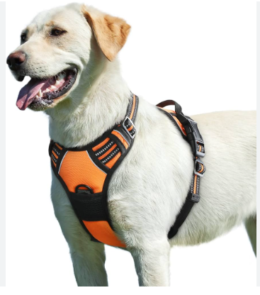 The Study behind No-Bring Dog Harnesses post thumbnail image