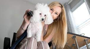 The Ideal Dog Blow Dryer for Long-Haired Breeds post thumbnail image